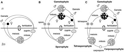 Exploring the Influence of Temperature on Aspects of the Reproductive Phenology of Temperate Seaweeds